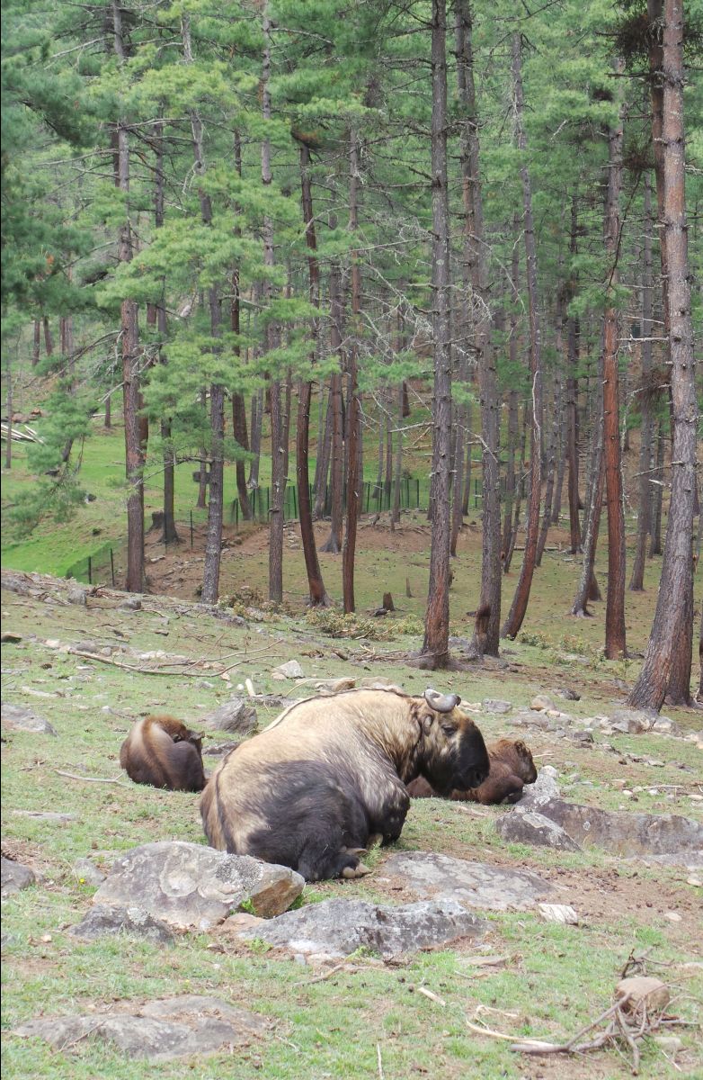 Takin - National Animal11